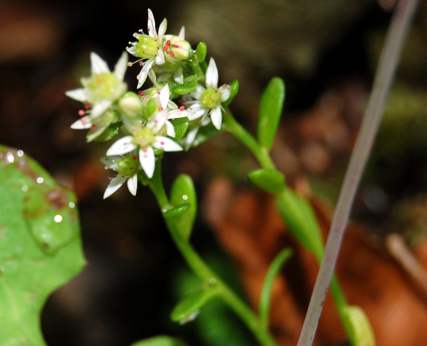 Fioriture magellensi